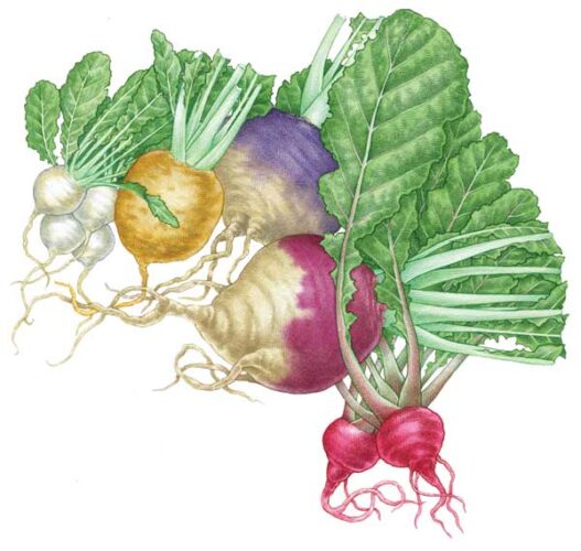 All About Growing Turnips and Rutabagas